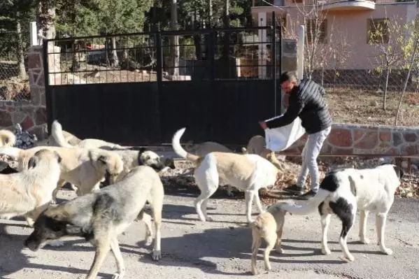 Pozantı Belediye Başkanı: İlçeye çevre illerden küpeli sokak köpekleri bırakıyorlar