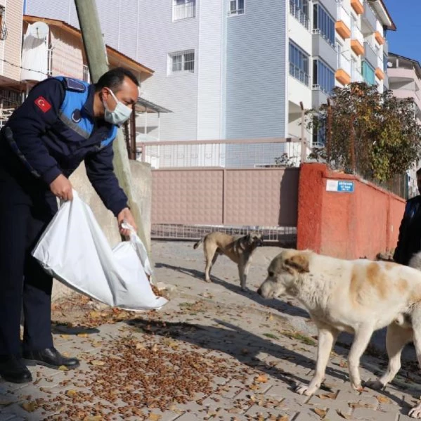 Pozantı Belediye Başkanı: İlçeye çevre illerden küpeli sokak köpekleri bırakıyorlar