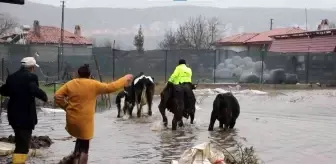 Su taşkınında ahırda mahsur kalan havyanlar kurtarıldı