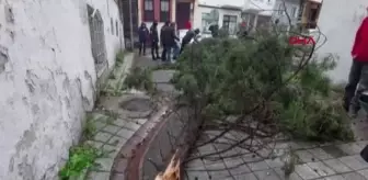 Tekirdağ'da fırtınanın devirdiği ağaç, araçlara zarar verdi