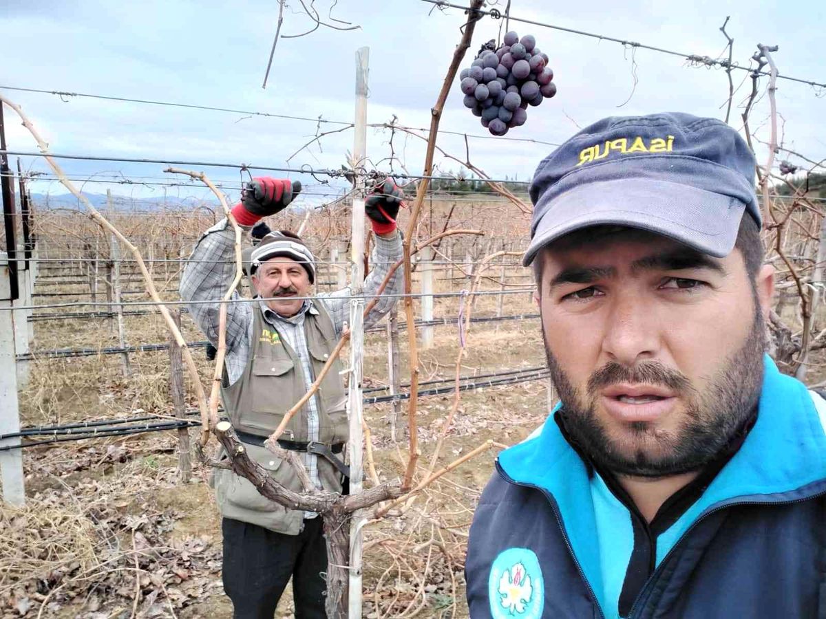 Üzüm bağlarında budama çalışmaları devam ediyor