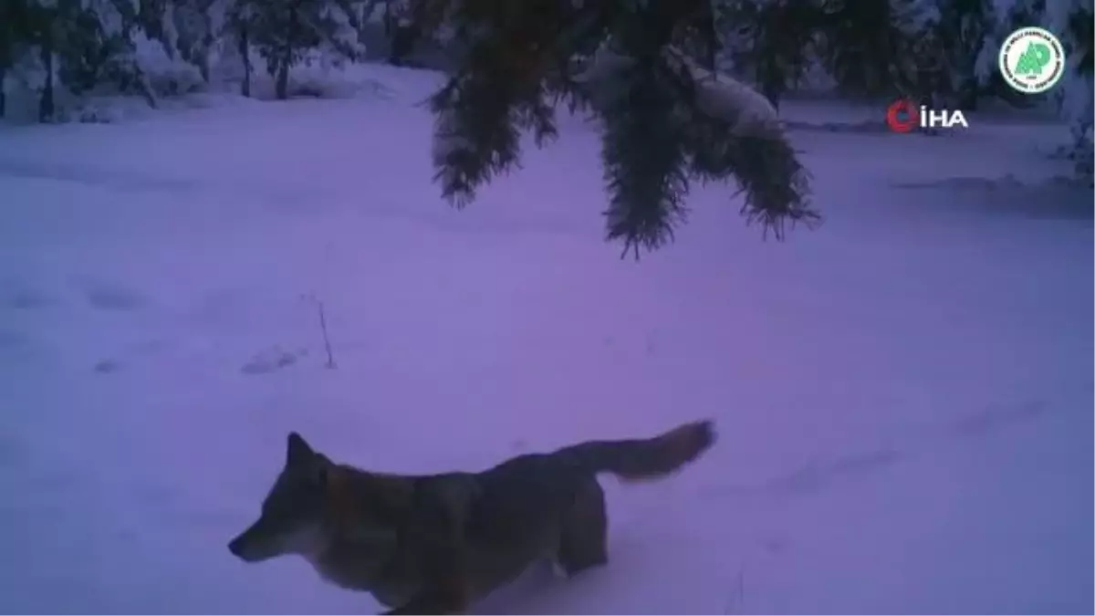 Yaban hayatı fotokapanlara yansıdı