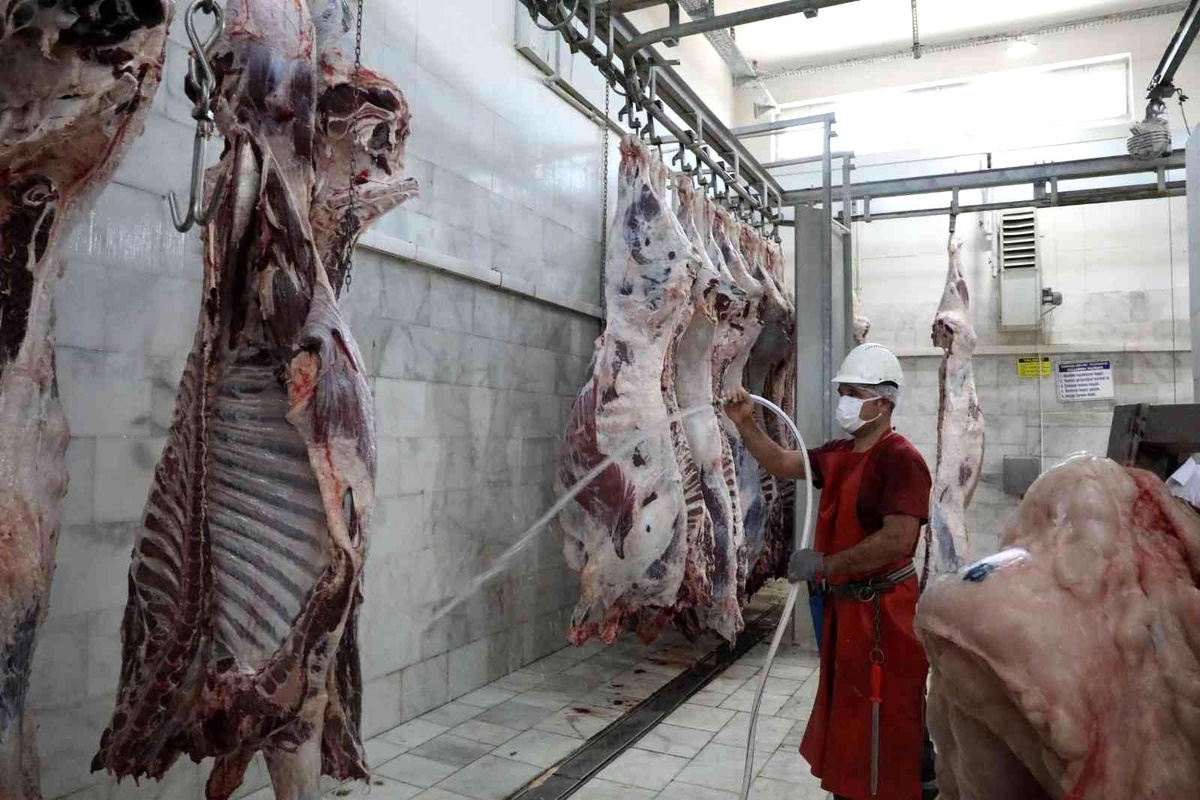 2021\'de Büyükşehir mezbahalarında 5 Milyon 671 Bin kg. et üretildi