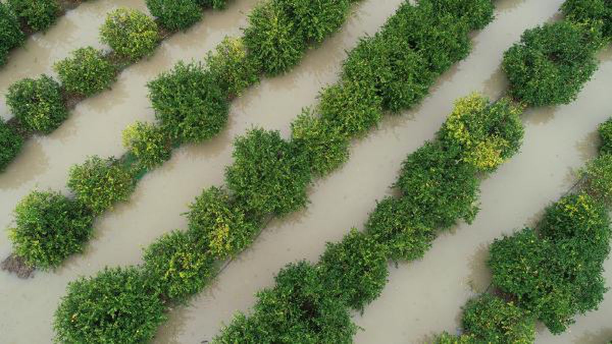 Adana'da sağanak; tarım arazileri su altında kaldı