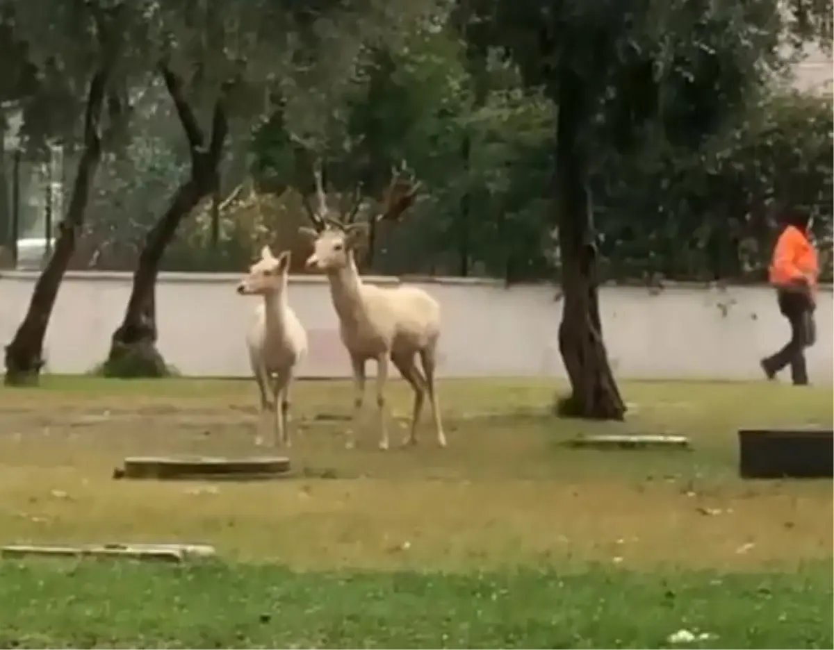 Antalya sokaklarında 2 geyik görüntülendi