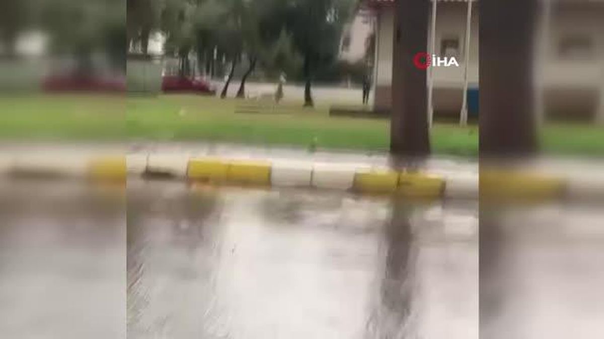 Çiftlikten kaçıp sokağa inen geyikler vatandaşları şaşırttı