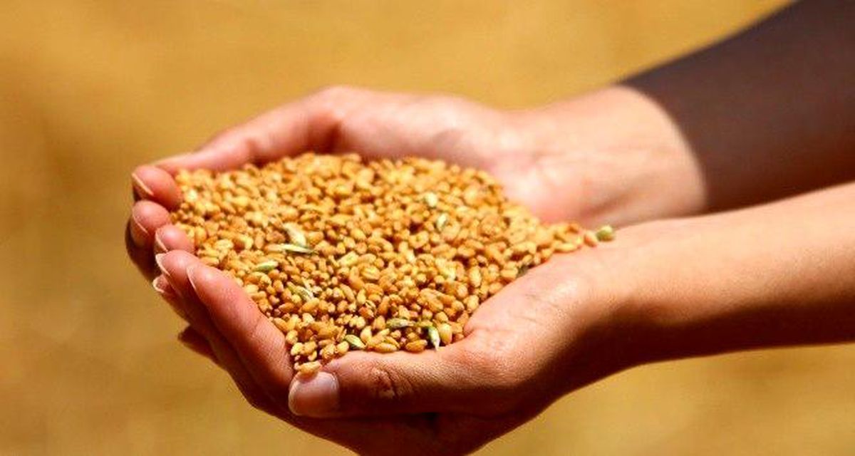 Edirne\'de buğday 4 lira 163 kuruştan satıldı