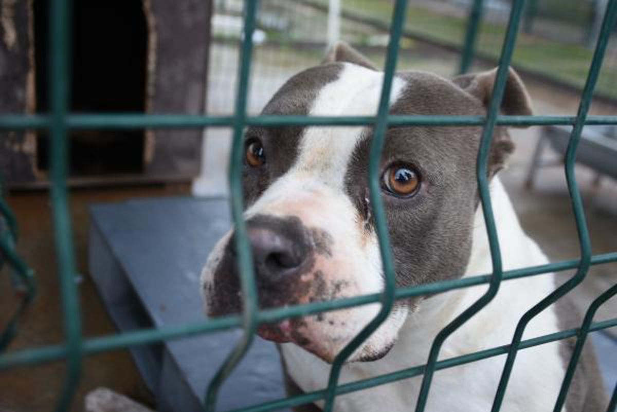 EDİRNE'DE 'YASAKLI IRK' KÖPEKLER İÇİN BARINAKTA YER KALMADI