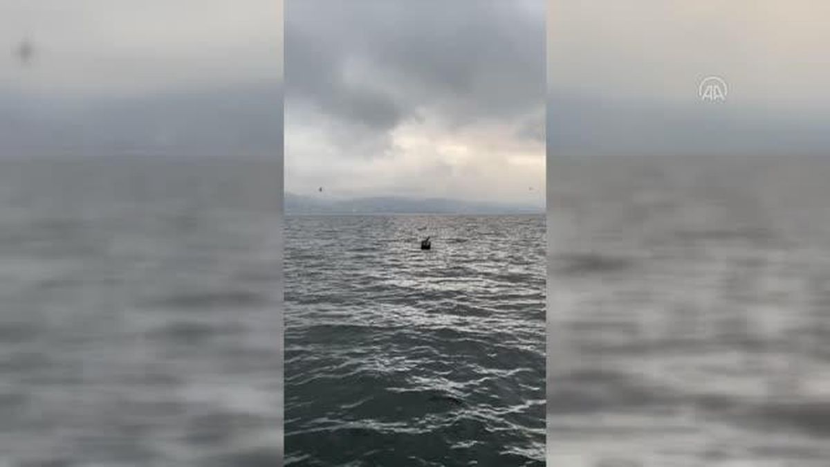 Gölde boğulmak üzere olan köpeği vatandaşlar kurtardı