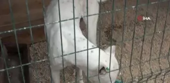 Hatay'da yasaklı ırk köpekler için ücretsiz kısırlaştırma yapılıyor