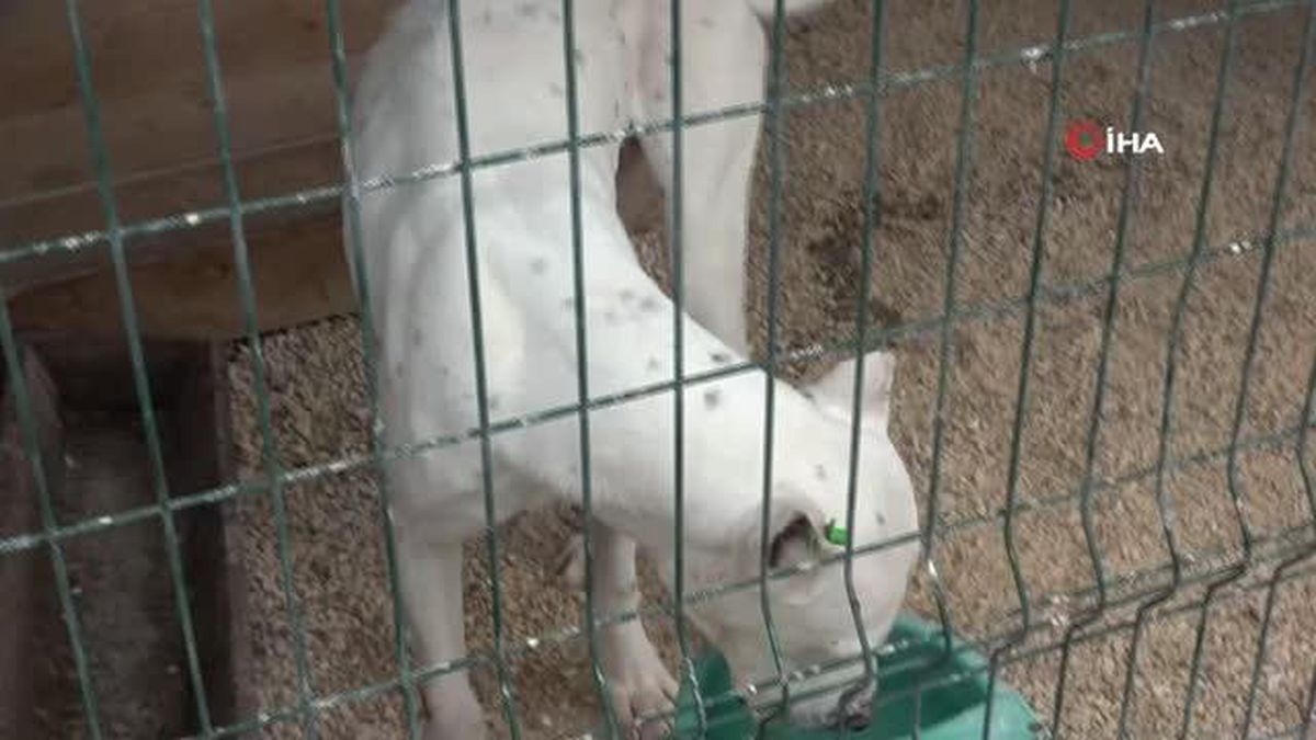Hatay'da yasaklı ırk köpekler için ücretsiz kısırlaştırma yapılıyor