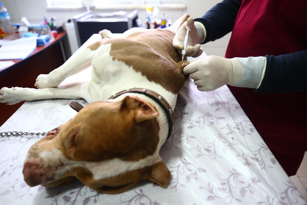 Nevşehir'de yasaklı ırk köpekler sahiplerince belediye yetkililerine teslim ediliyor