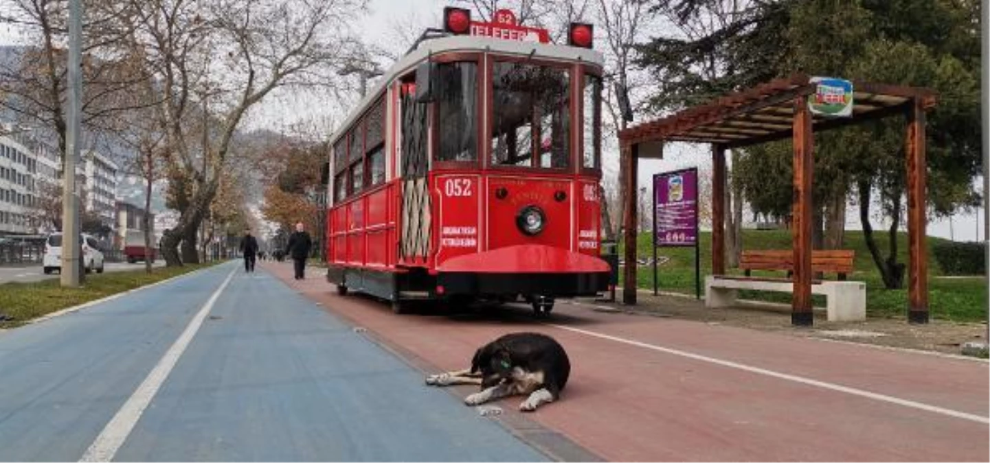 SOKAK KÖPEĞİ \'KARA TREN\' TRAMVAYIN ESKORTU