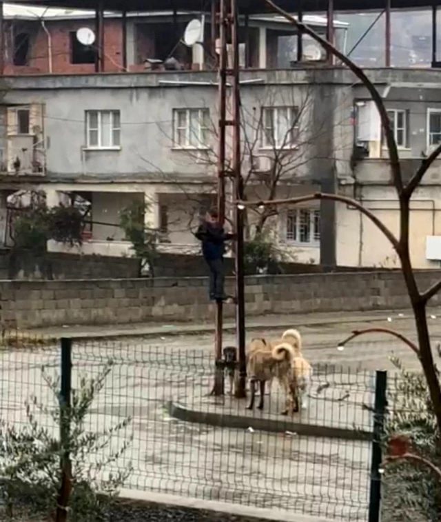 Sokak köpeklerinden korkup, elektrik direğine tırmandı! Küçük çocuğun korku dolu anları kamerada