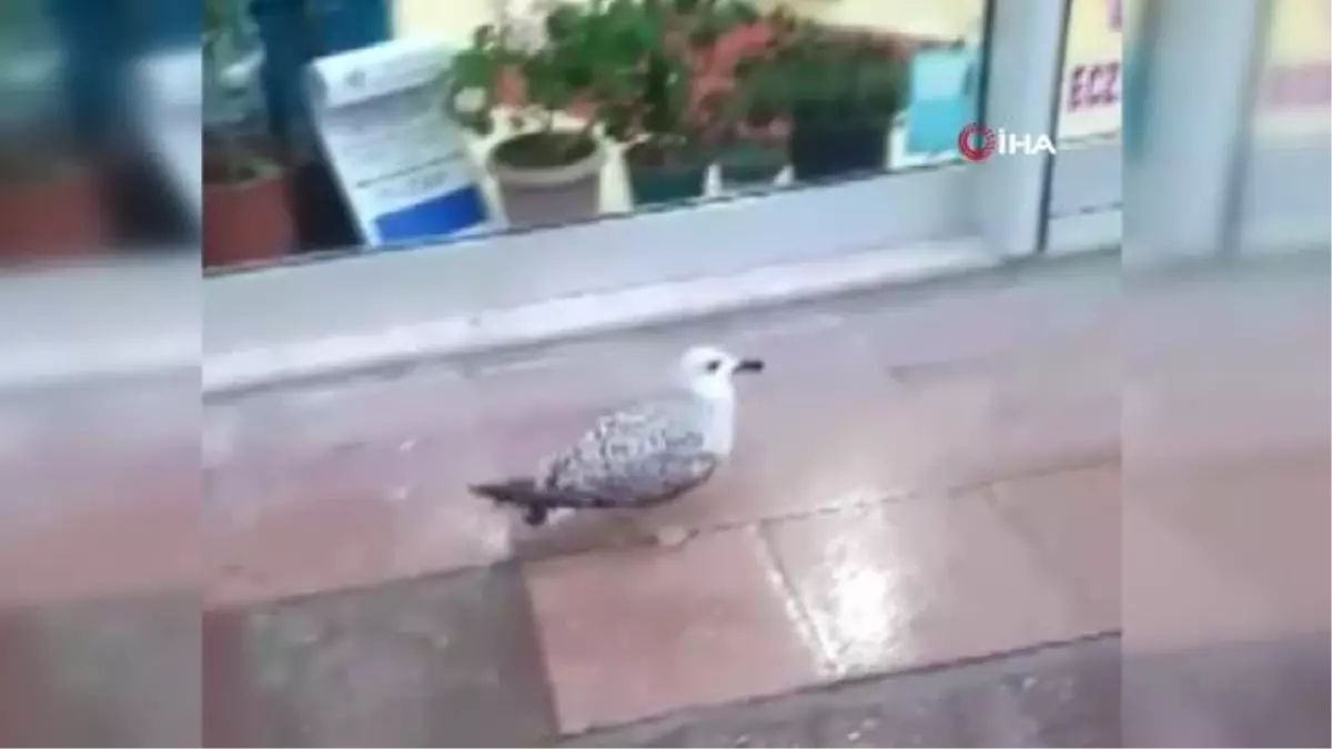 Üzerindeki montu çıkardı, yaralı martıyı sararak kurtardı