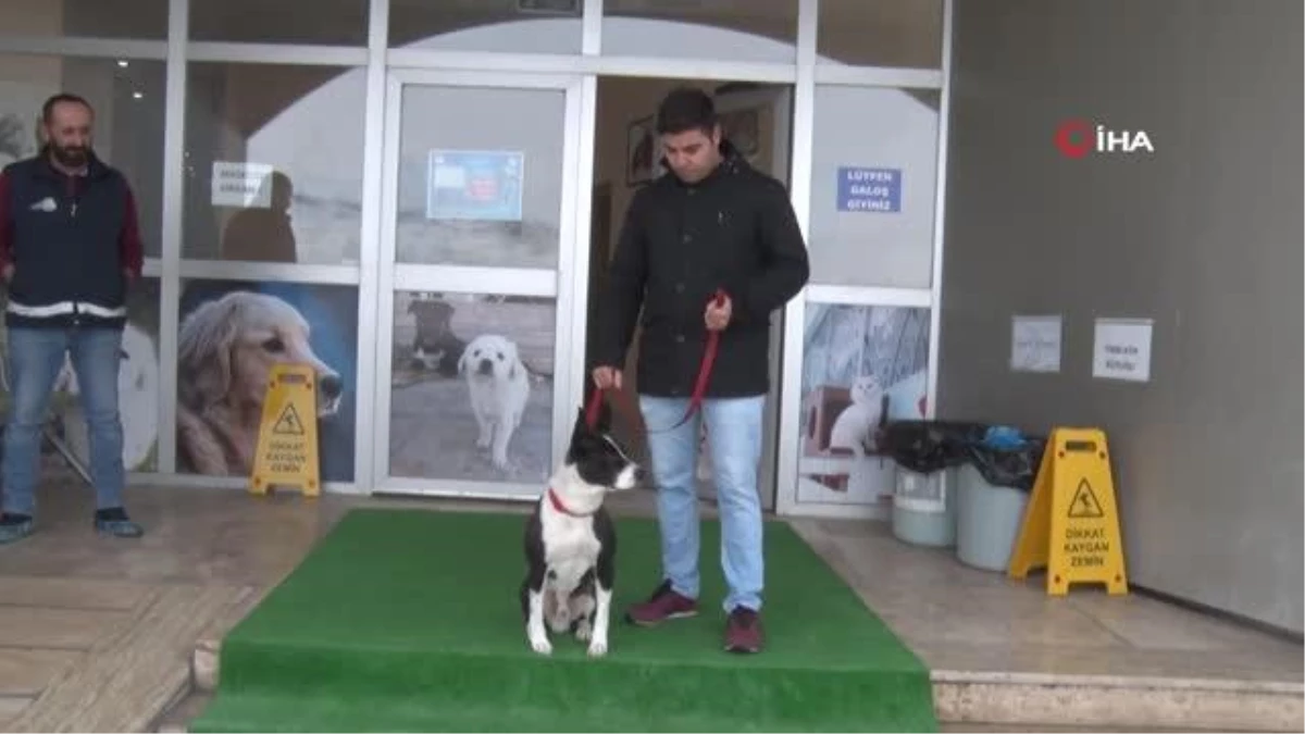 Van Büyükşehir Belediyesi yasak ırkları ücretsiz kısırlaştırıyor