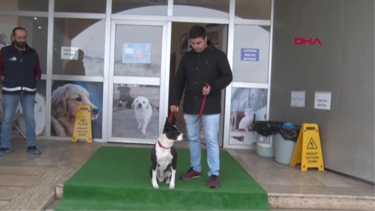 VAN\'DA, YASAKLI KÖPEKLER ÜCRETSİZ KISIRLAŞTIRILIYOR