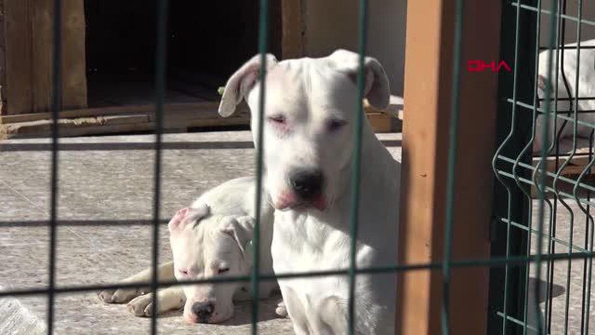 AŞILANMAYAN VE ÇİP TAKILMAYAN KÖPEKLERE EL KONULACAK