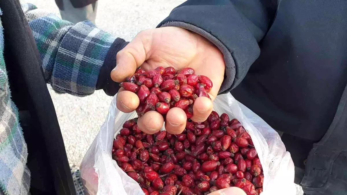 Dağlardan gelen şifa kaynağı; Kuşburnu