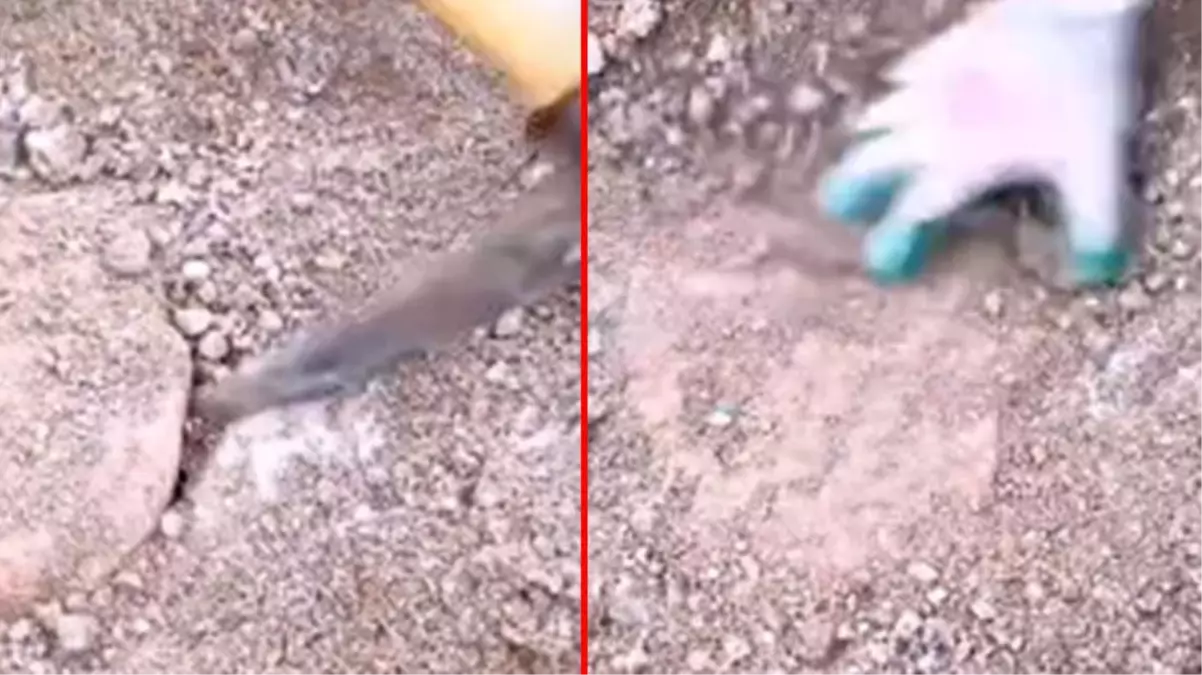 Definecinin toprağı tırnaklarıyla kazıyarak çıkardığı taşın içindeki altınlar bitmek bilmedi