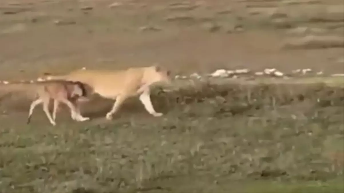 Dişi aslanın yavru antiloba yaptığı iyilik herkesi ağlattı