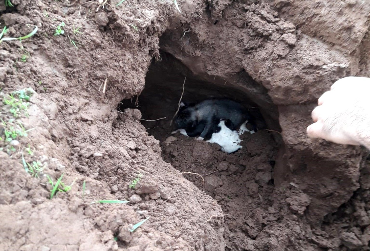 Son dakika! Göçük altında kalan yavru köpekleri itfaiye kurtardı
