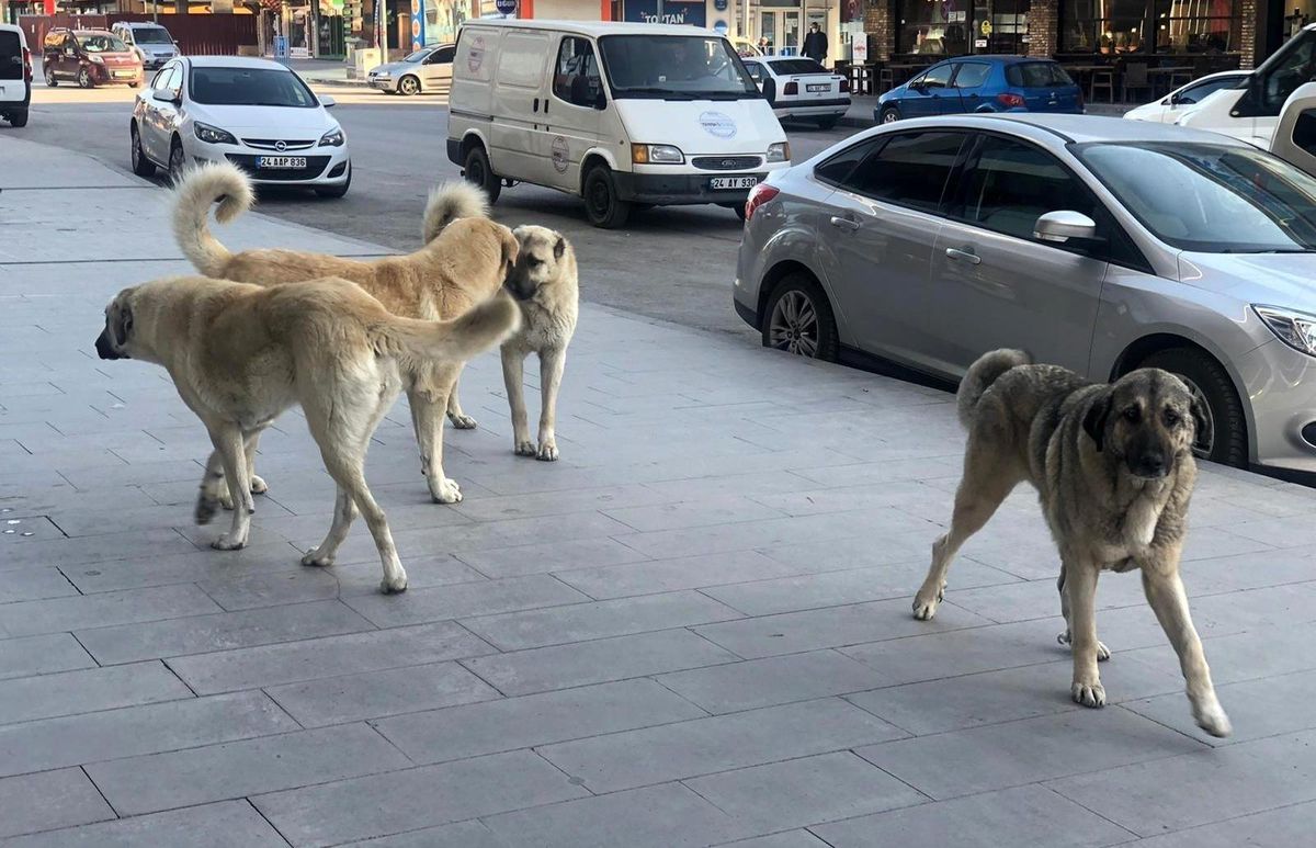 İstanbul'da 6 bin köpek kayıt altına alındı