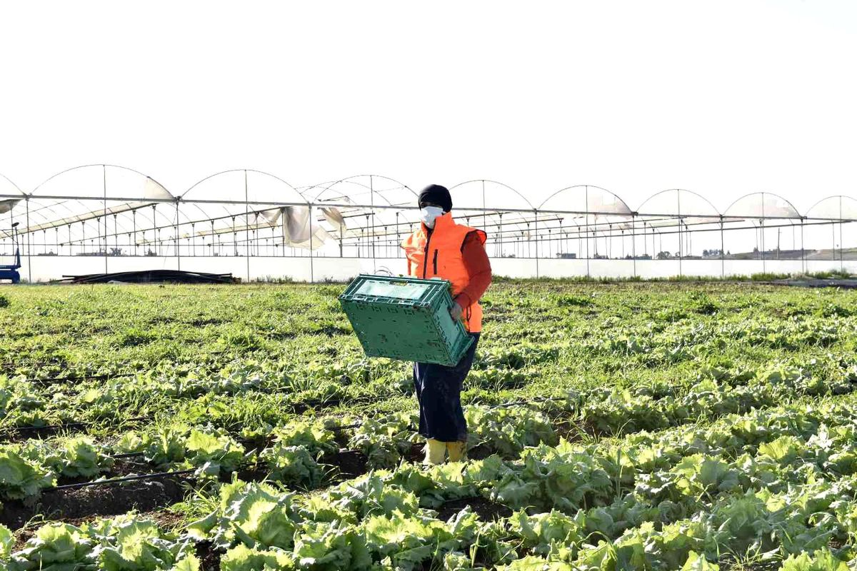 Kadınların ürettiği atom salatası market raflarında