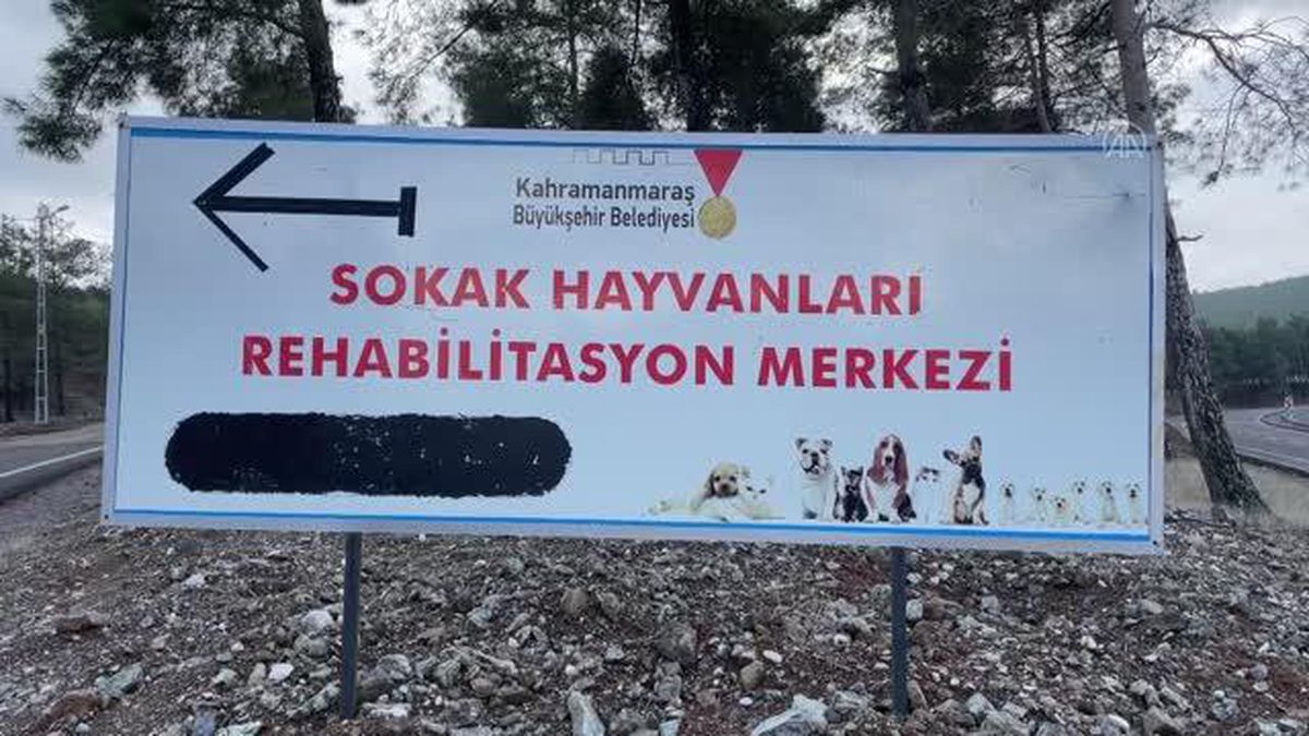 KAHRAMANMARAŞ - 20 günde 'yasaklı ırk' olarak belirlenen 79 köpek toplandı