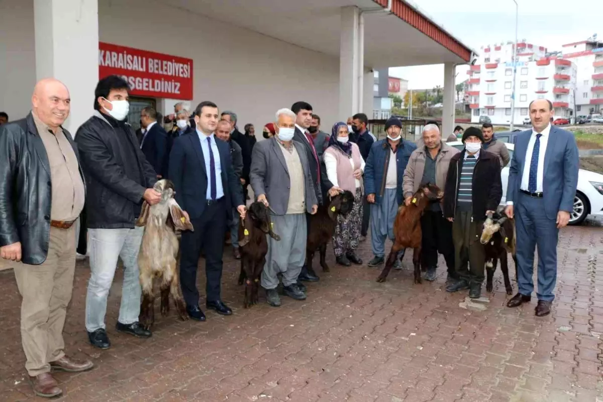 Kırsalda Kilis keçisi yaygınlaşacak