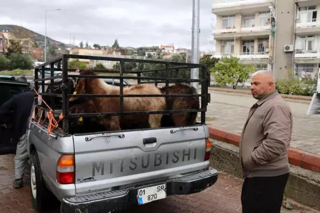Kırsalda Kilis keçisi yaygınlaşacak