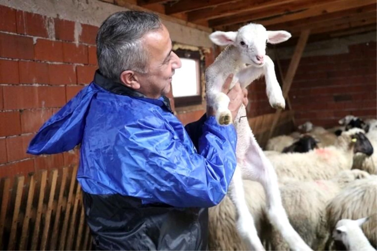 Samsun\'da yerel ırk koyun keçi yetiştiricisine destek
