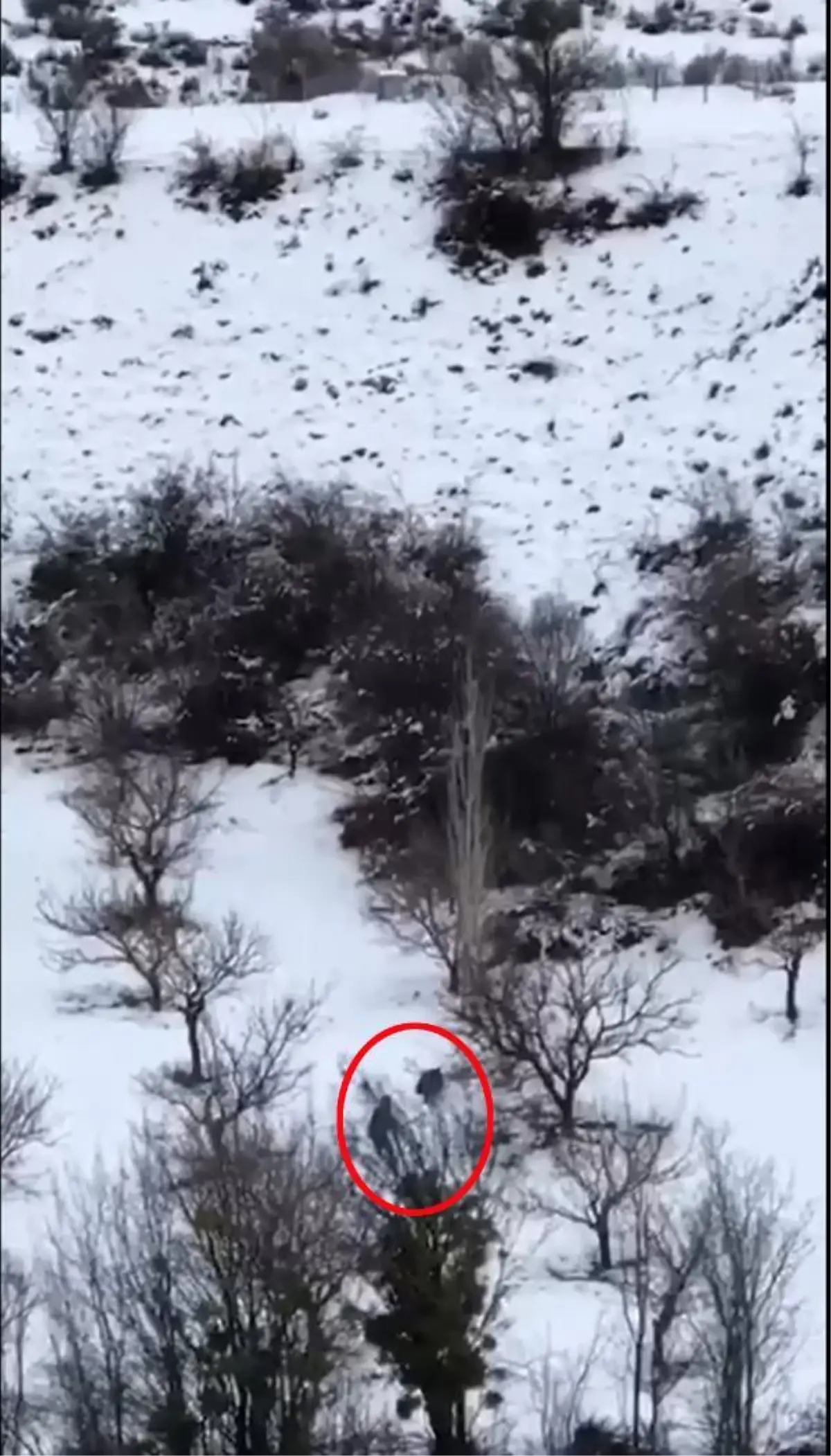 Yaban domuzunun avcıya saldırısı kamerada