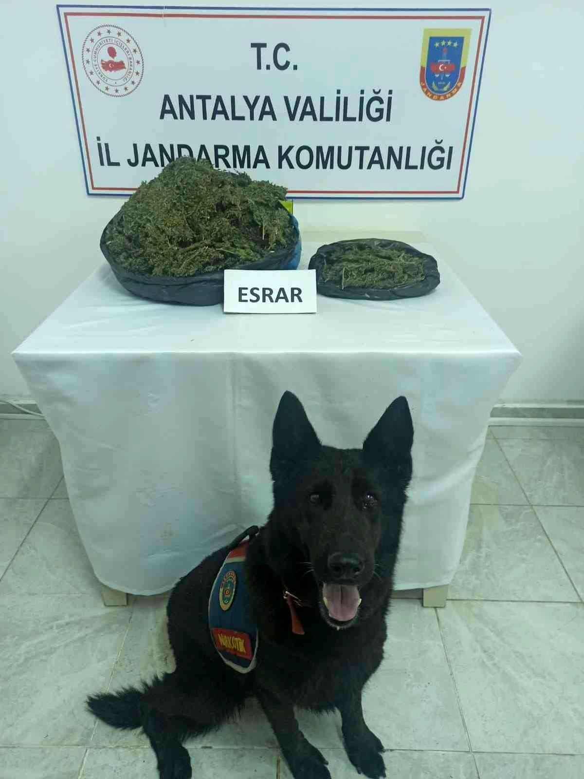 Gazipaşa\'da uyuşturucu tacirine operasyon