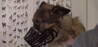 İstanbul'da 9 bin hayvan kayıt altına alındı