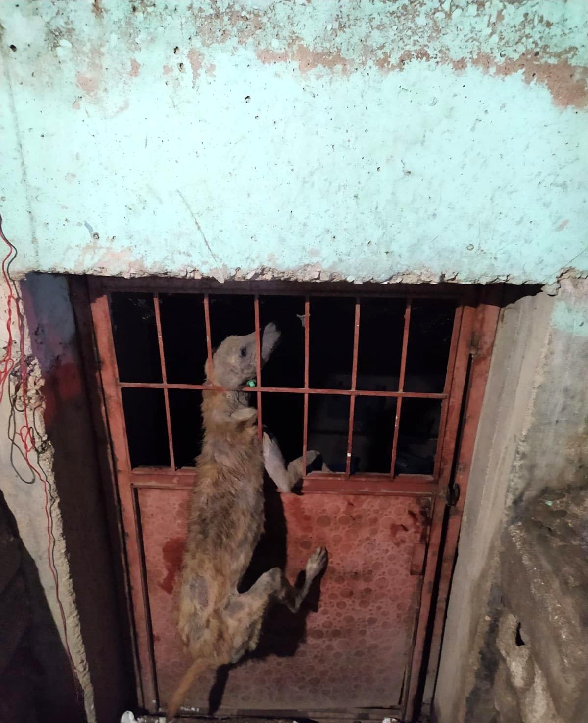Kafası demir korkuluklara sıkışan köpek kurtarıldı