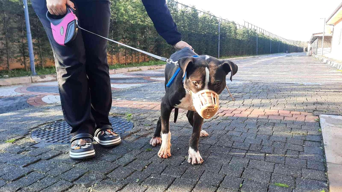Köpeklerini sokağa bırakanların sayısı arttı