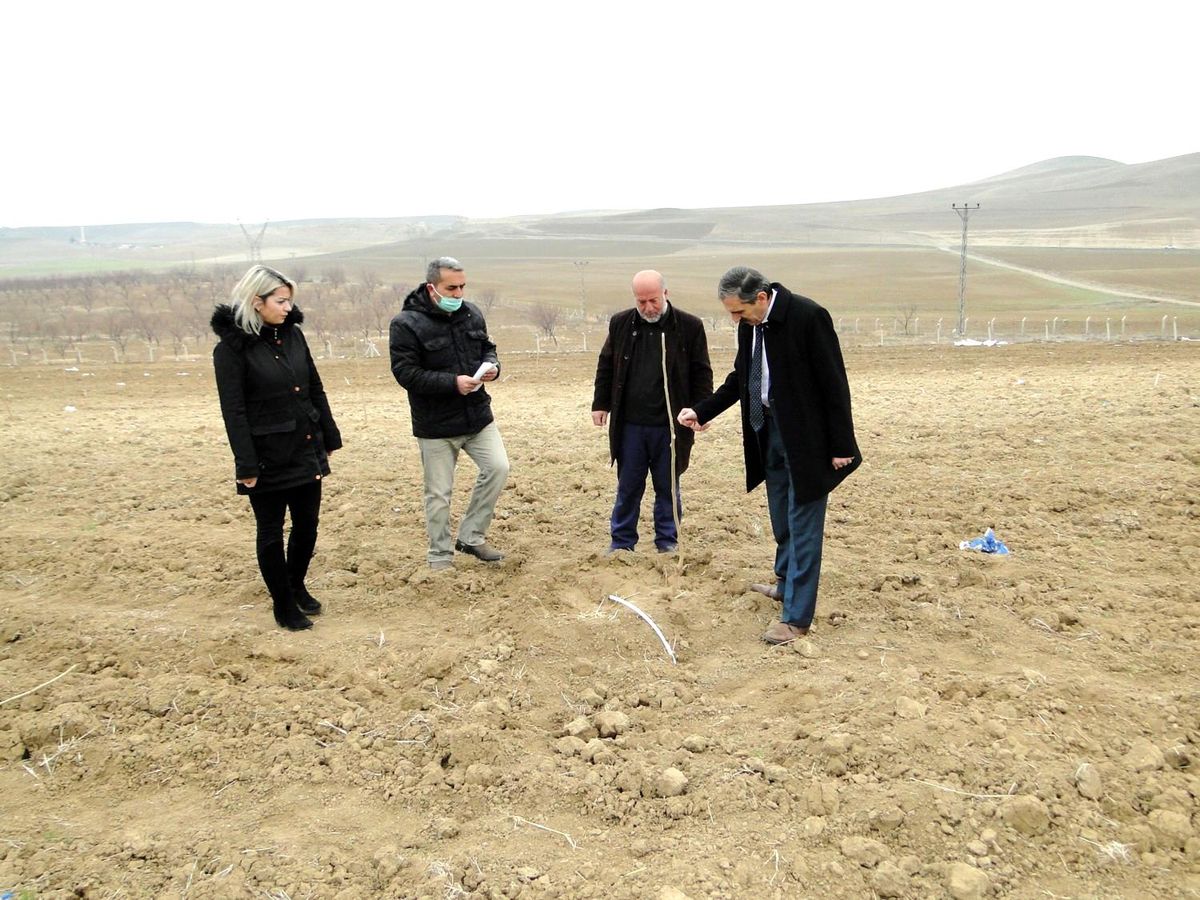Malatya'da dut üretimi yaygınlaşıyor