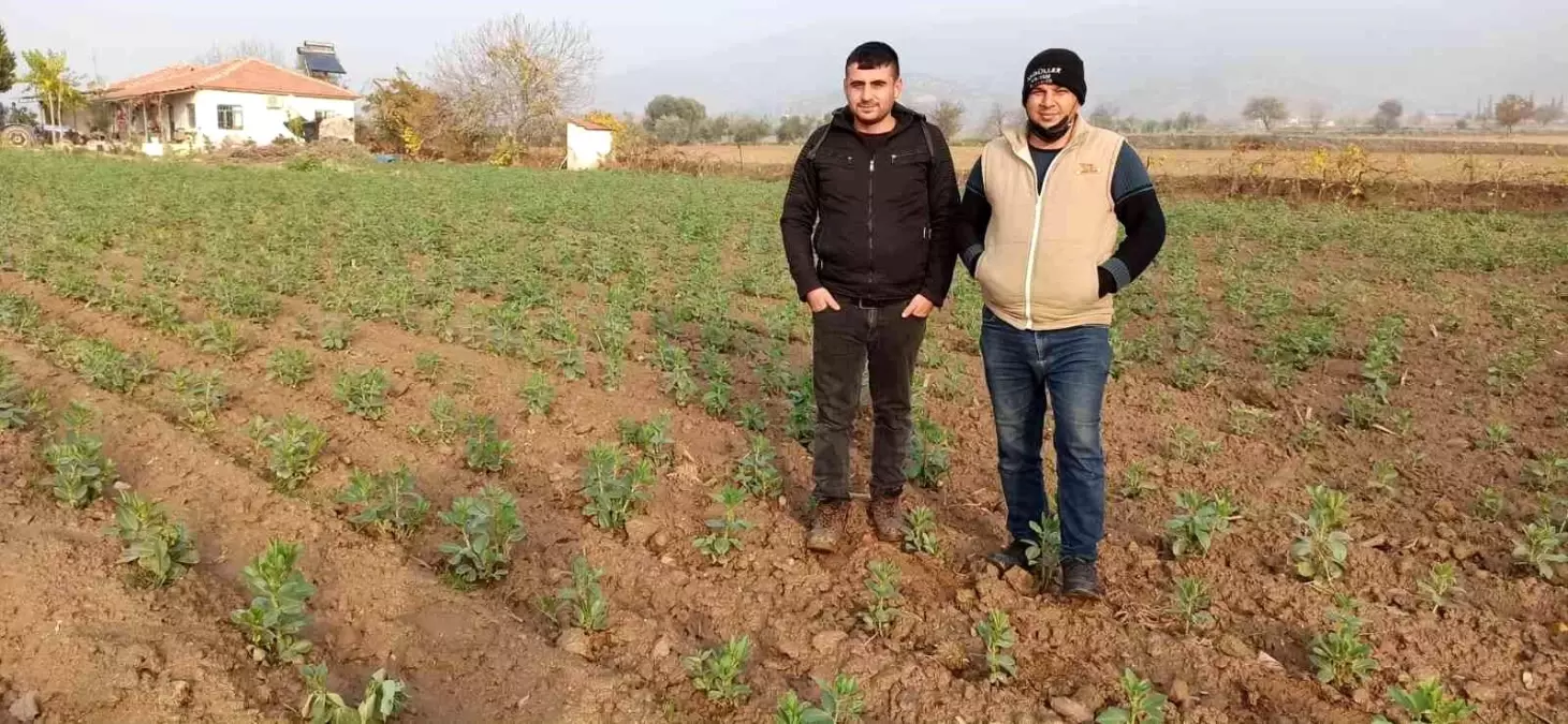 Ödemiş\'te bakla ve bezelye ekiminde son günler