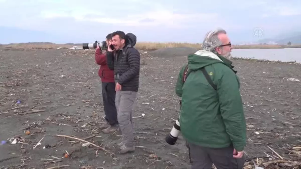 Okyanuslarda yaşayan \'kül rengi yelkovan kuşu\' Türkiye\'de ilk kez Hatay\'da gözlemlendi