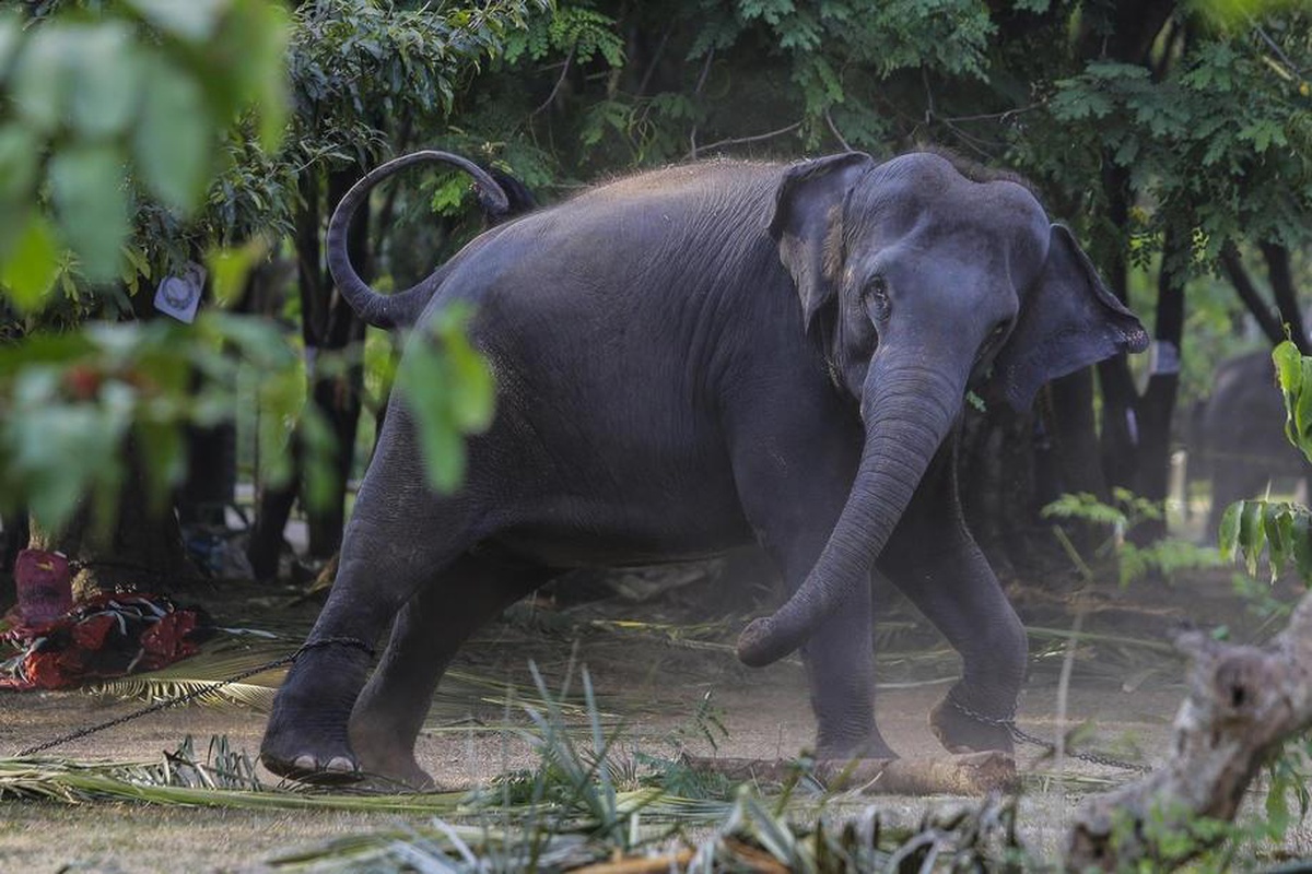 Sri Lanka\'da plastik atıkları yutan 2 fil daha öldü