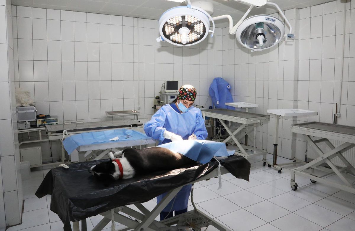 Van'da sokağa bırakılan tehlikeli ırk 31 köpek koruma altına alındı