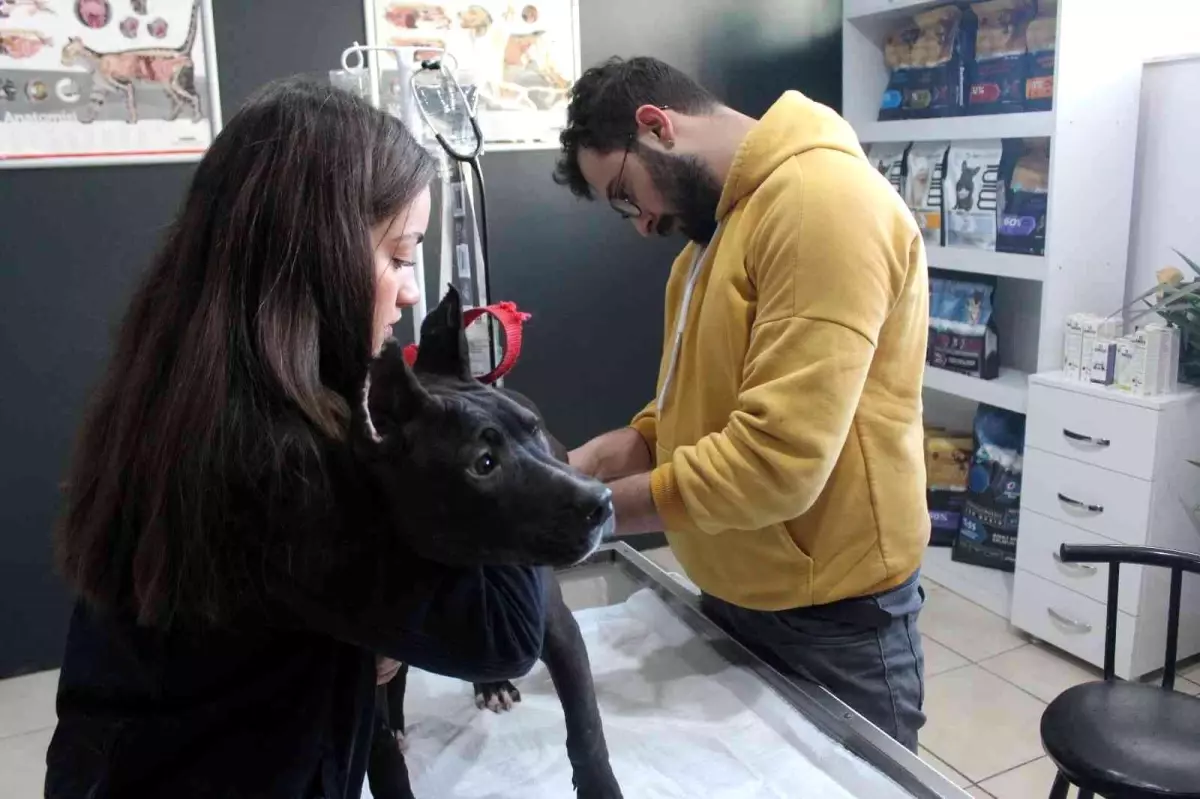 Veteriner kliniklerinde son gün çip yoğunluğu