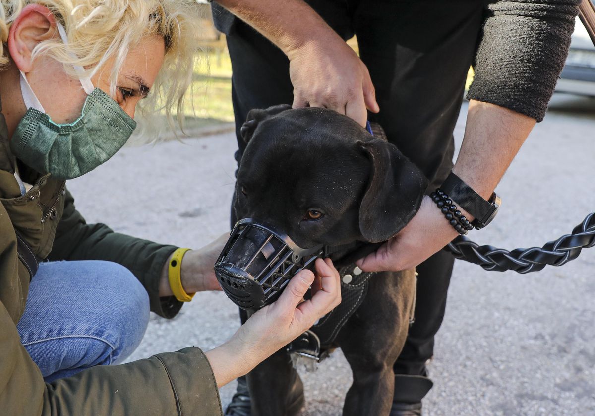 Yasaklı 6 köpek ırkının kayda alınma sürecinde son gün hareketliliği yaşandı
