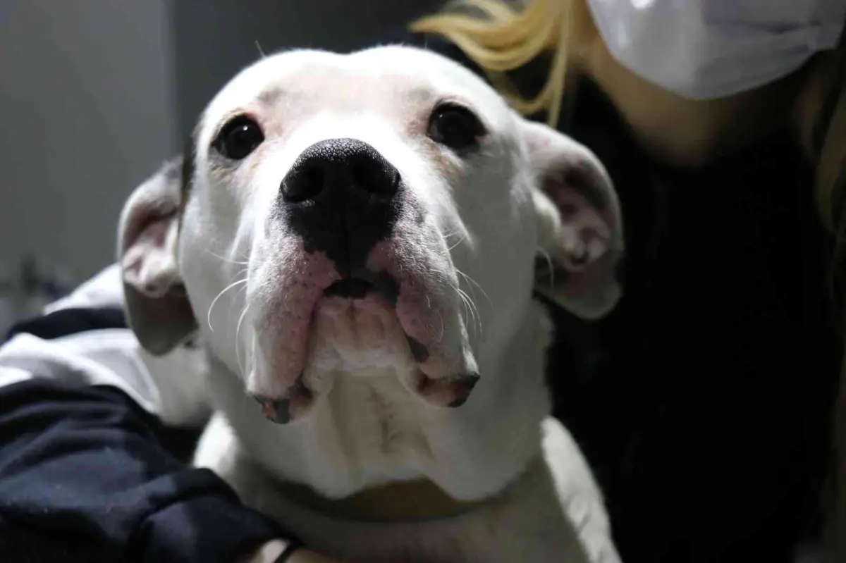 Yasaklı köpek ırklarının kayıt altına alınması için son gün