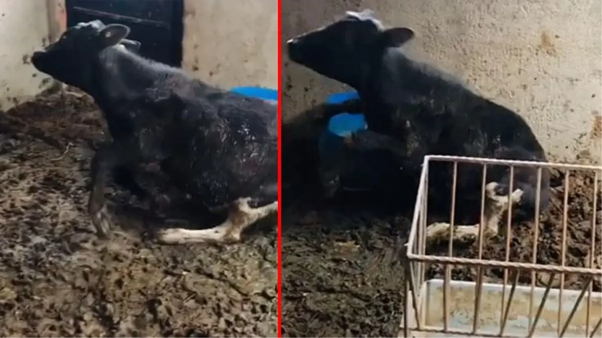 Ahıra giren çiftçi, ineğinin sürekli bayıldığını görünce korku içerisinde kalakaldı