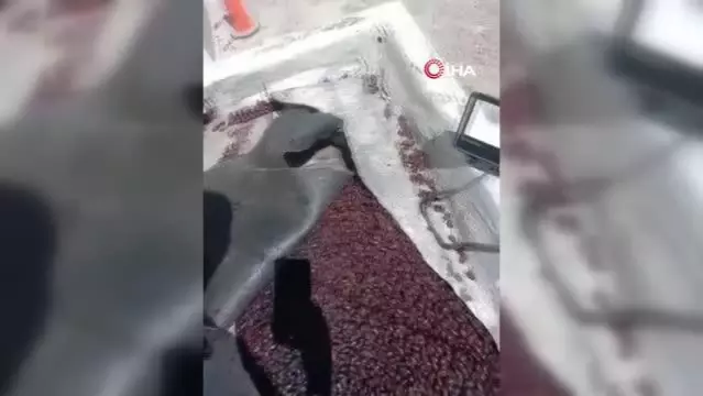 Arjantin'de gergedan böceği istilası! Kanalizasyonlar tıkandı, evlerin çatılarında hasar oluştu