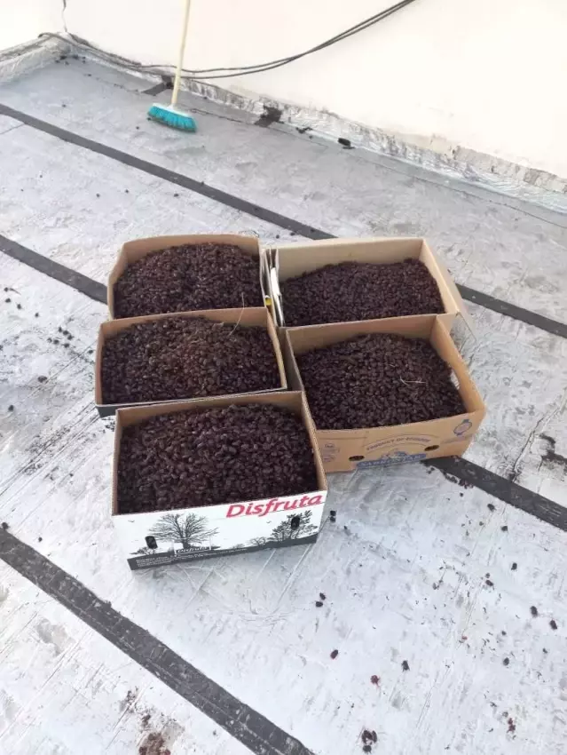 Arjantin'de gergedan böceği istilası! Kanalizasyonlar tıkandı, evlerin çatılarında hasar oluştu