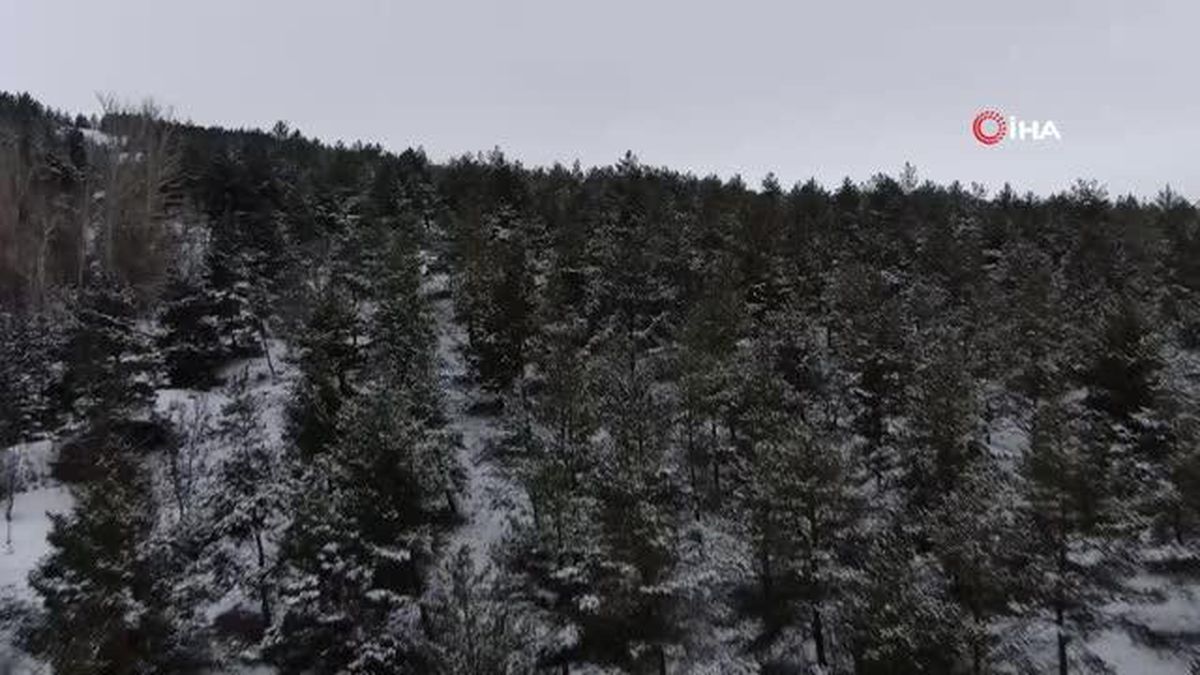 Başkan yaban hayvanlarını unutmadı, kendi eliyle doğaya yem bıraktı