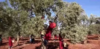 Hatay'dan zeytin ve zeytinyağı 2021 yılı ihracatı 31 milyon dolar oldu